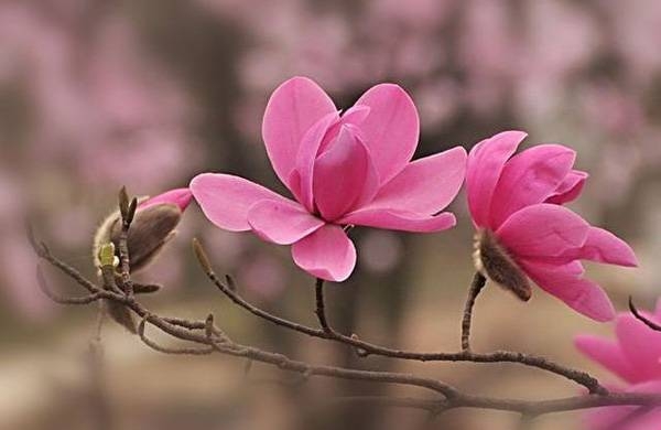 清明，獻(xiàn)給您一束辛夷花